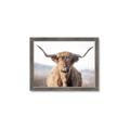Picture of Shaggy Bull II _GroupedProduct_Rectangle_Landscape_Photography _GroupedProduct_Rectangle_Landscape_Framed_Matted_