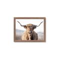 Picture of Shaggy Bull II _GroupedProduct_Rectangle_Landscape_Photography _GroupedProduct_Rectangle_Landscape_Framed_Matted_