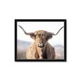 Picture of Shaggy Bull II _GroupedProduct_Rectangle_Landscape_Photography _GroupedProduct_Rectangle_Landscape_Framed_Matted_
