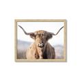 Picture of Shaggy Bull II _GroupedProduct_Rectangle_Landscape_Photography _GroupedProduct_Rectangle_Landscape_Framed_Matted_