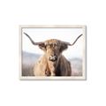 Picture of Shaggy Bull II _GroupedProduct_Rectangle_Landscape_Photography _GroupedProduct_Rectangle_Landscape_Framed_Matted_