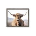 Picture of Shaggy Bull II _GroupedProduct_Rectangle_Landscape_Photography _GroupedProduct_Rectangle_Landscape_Framed_Matted_