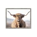 Picture of Shaggy Bull II _GroupedProduct_Rectangle_Landscape_Photography _GroupedProduct_Rectangle_Landscape_Framed_Matted_