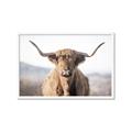 Picture of Shaggy Bull II _GroupedProduct_Rectangle_Landscape_Photography _GroupedProduct_Rectangle_Landscape_Framed_Matted_