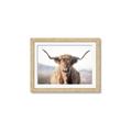 Picture of Shaggy Bull II _GroupedProduct_Rectangle_Landscape_Photography _GroupedProduct_Rectangle_Landscape_Framed_Matted_