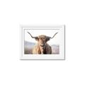 Picture of Shaggy Bull II _GroupedProduct_Rectangle_Landscape_Photography _GroupedProduct_Rectangle_Landscape_Framed_Matted_
