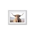 Picture of Shaggy Bull II _GroupedProduct_Rectangle_Landscape_Photography _GroupedProduct_Rectangle_Landscape_Framed_Matted_