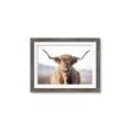 Picture of Shaggy Bull II _GroupedProduct_Rectangle_Landscape_Photography _GroupedProduct_Rectangle_Landscape_Framed_Matted_