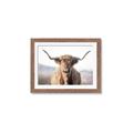 Picture of Shaggy Bull II _GroupedProduct_Rectangle_Landscape_Photography _GroupedProduct_Rectangle_Landscape_Framed_Matted_