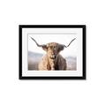 Picture of Shaggy Bull II _GroupedProduct_Rectangle_Landscape_Photography _GroupedProduct_Rectangle_Landscape_Framed_Matted_