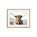 Picture of Shaggy Bull II _GroupedProduct_Rectangle_Landscape_Photography _GroupedProduct_Rectangle_Landscape_Framed_Matted_