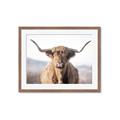 Picture of Shaggy Bull II _GroupedProduct_Rectangle_Landscape_Photography _GroupedProduct_Rectangle_Landscape_Framed_Matted_