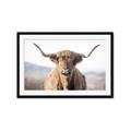 Picture of Shaggy Bull II _GroupedProduct_Rectangle_Landscape_Photography _GroupedProduct_Rectangle_Landscape_Framed_Matted_
