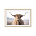 Picture of Shaggy Bull II _GroupedProduct_Rectangle_Landscape_Photography _GroupedProduct_Rectangle_Landscape_Framed_Matted_