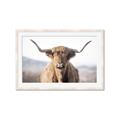 Picture of Shaggy Bull II _GroupedProduct_Rectangle_Landscape_Photography _GroupedProduct_Rectangle_Landscape_Framed_Matted_
