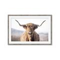 Picture of Shaggy Bull II _GroupedProduct_Rectangle_Landscape_Photography _GroupedProduct_Rectangle_Landscape_Framed_Matted_