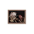 Picture of Beautiful Blooms _GroupedProduct_Rectangle_Landscape_Photography _GroupedProduct_Rectangle_Landscape_Framed_Matted_