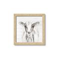 Picture of Frontal Cow Portrait _GroupedProduct_Square_Framed_Matted_