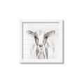 Picture of Frontal Cow Portrait _GroupedProduct_Square_Framed_Matted_