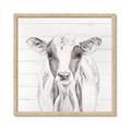 Picture of Frontal Cow Portrait _GroupedProduct_Square_Framed_Matted_