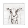 Picture of Frontal Cow Portrait _GroupedProduct_Square_Framed_Matted_