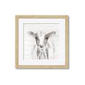 Picture of Frontal Cow Portrait _GroupedProduct_Square_Framed_Matted_
