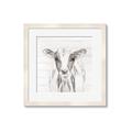 Picture of Frontal Cow Portrait _GroupedProduct_Square_Framed_Matted_