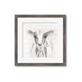 Picture of Frontal Cow Portrait _GroupedProduct_Square_Framed_Matted_