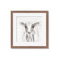 Picture of Frontal Cow Portrait _GroupedProduct_Square_Framed_Matted_