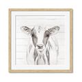 Picture of Frontal Cow Portrait _GroupedProduct_Square_Framed_Matted_