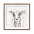 Picture of Frontal Cow Portrait _GroupedProduct_Square_Framed_Matted_