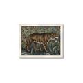 Picture of Baby Tiger _GroupedProduct_Rectangle_Landscape_Framed_Matted_