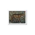 Picture of Baby Tiger _GroupedProduct_Rectangle_Landscape_Framed_Matted_