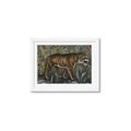 Picture of Baby Tiger _GroupedProduct_Rectangle_Landscape_Framed_Matted_