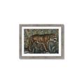 Picture of Baby Tiger _GroupedProduct_Rectangle_Landscape_Framed_Matted_