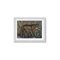Picture of Baby Tiger _GroupedProduct_Rectangle_Landscape_Framed_Matted_