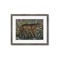Picture of Baby Tiger _GroupedProduct_Rectangle_Landscape_Framed_Matted_