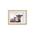 Picture of Cow buddies _GroupedProduct_Rectangle_Landscape_Framed_Matted_