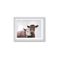 Picture of Cow buddies _GroupedProduct_Rectangle_Landscape_Framed_Matted_