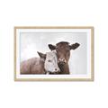 Picture of Cow buddies _GroupedProduct_Rectangle_Landscape_Framed_Matted_
