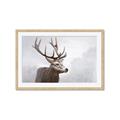 Picture of Reindeer _GroupedProduct_Rectangle_Landscape_Framed_Matted_