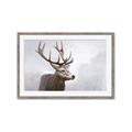 Picture of Reindeer _GroupedProduct_Rectangle_Landscape_Framed_Matted_