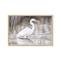 Picture of Wading Egret _GroupedProduct_Rectangle_Landscape_Framed_Matted_