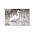 Picture of Wading Egret _GroupedProduct_Rectangle_Landscape_Framed_Matted_