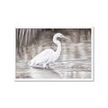 Picture of Wading Egret _GroupedProduct_Rectangle_Landscape_Framed_Matted_