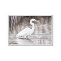 Picture of Wading Egret _GroupedProduct_Rectangle_Landscape_Framed_Matted_