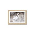Picture of Wading Egret _GroupedProduct_Rectangle_Landscape_Framed_Matted_