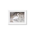 Picture of Wading Egret _GroupedProduct_Rectangle_Landscape_Framed_Matted_