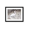 Picture of Wading Egret _GroupedProduct_Rectangle_Landscape_Framed_Matted_