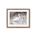 Picture of Wading Egret _GroupedProduct_Rectangle_Landscape_Framed_Matted_